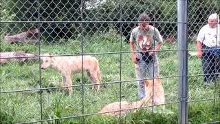 Wolves and information at Wolf Park in Indiana part two with crowd AND wolves howling