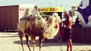 Лагерь Огонёк Анапа Витязево