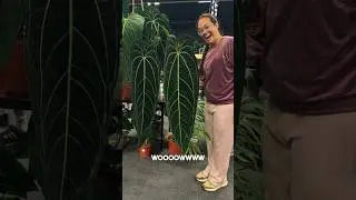 I found the most beautiful plants at @mybotanika.de 😱 Two huge queen Anthurium 😍🥹