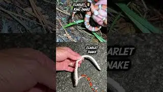 Scarlet King Snake or Scarlet Snake? Snake Identification!
