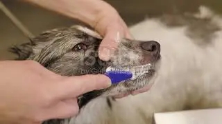 wash your teeth every day 🤣🤣