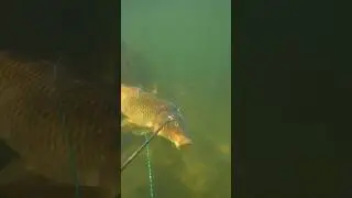 Taking a CARP for a WALK Spearfishing #Shorts