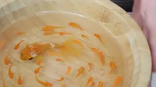 Resin Fish Painting Tutorial Day 9