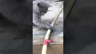 You laugh you lose part 13 😂 #funnyvideos #funnyanimals #funnydogs #funnycats #gowndamani #cutedogs
