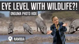Eye Level with Wildlife at Onguma's Photo Hide