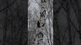 Чёрный дятел 2 !!!
