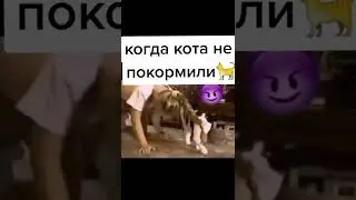 когда кота не покормили