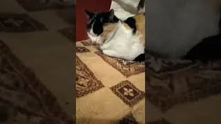а ты лайк поставил? 💗