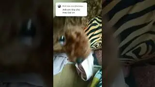 hậu quả dành cho ông thần báo 🤣😂🤣😂