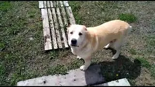 Рыжая