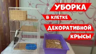 УБОРКА В КЛЕТКЕ ДЕКОРАТИВНОЙ КРЫСЫ / ГРЫЗУНЯШКИ