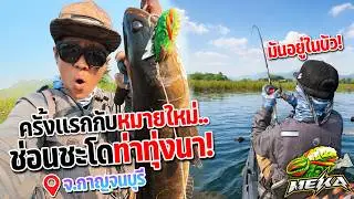 ลุยหมายใหม่เราแต่เก่าคนอื่น ช่อนชะโดท่าทุ่งนามีแต่ใหญ่ๆ