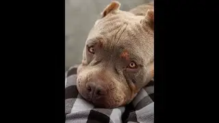 Funny Pitbull Videos 2021
