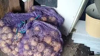 Главная новость, завезла уголь 👍Началась уборка картофеля/Делянку выкопали 😀