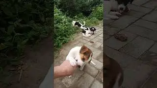 Smart doggy