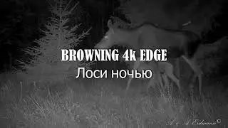 ЛОСИ НОЧЬЮ