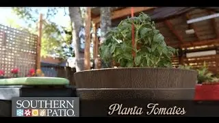 How to Plant Tomatoes in a Whiskey Barrel - Spanish