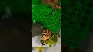SEXO entre RANAS PACMAN CORNUDAS! #viral #animales #ranas #ranapacman #shorts #sexoanimal