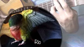 I love to play with my bird🐥