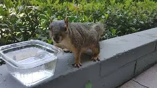 Thirsty Squirrel Drinking Water #thirstythursday