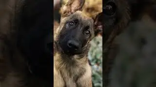Like in a  Western Movie! You're Sound Like a Horse | 🐴🐕#shorts #horses #dogs #funnyvideos