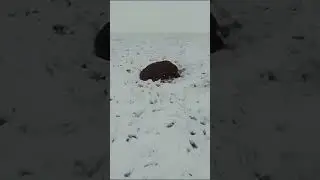 Animals dying of cold heavy snow in south africa