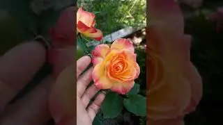 Цветение роз на 19.05 24 .            1 часть