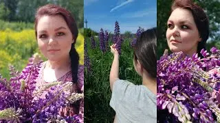 12 июня. ПОЛЕ С ЛЮПИНАМИ.