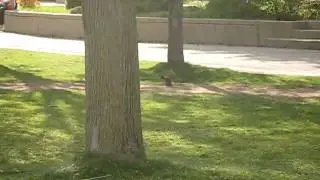 Squirrel in York University