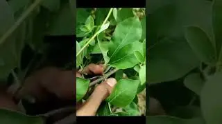 Legundi #berkebun #viralvideo #legundi #tips