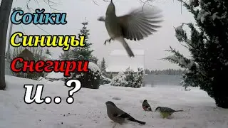 Сойки, синицы, снегири И..?