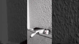 #котики #кошки #котикитакиекотики #котята #кот #покровскиеворота