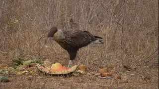 I caracara: gli strani rapaci-spazzini del Sud America
