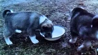 Щенки Западно-сибирской лайки.