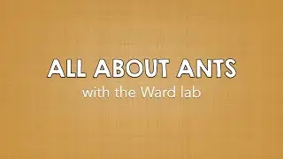 Ants of Davis