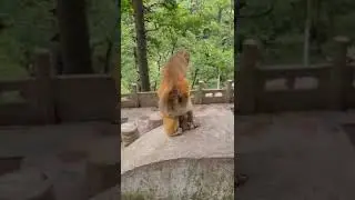 Любовные игры обезьян 