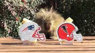 Teddy Bear the Porcupine Predicts Super Bowl 51