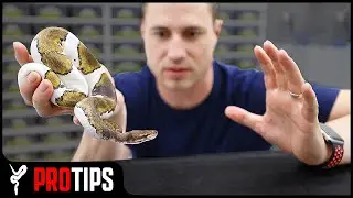 How to Handle an 
