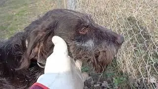 Дратхар Алтай, хворіємо!