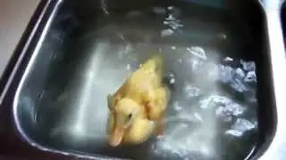 маленький утёнок купается в раковине