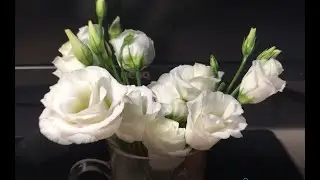 Как быстро вырастить эустому