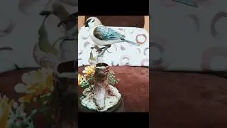মানুষের হাতে বানাবো হুবহু পাখি