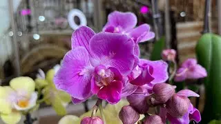 Зацветают маленькие чуда 🩷💜❤️
