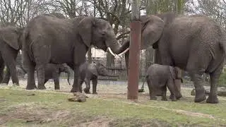 2024-04-22 Elephants in the Beekse Bergen, Hilvarenbeek. Olifanten Beekse Bergen, Hilvarenbeek