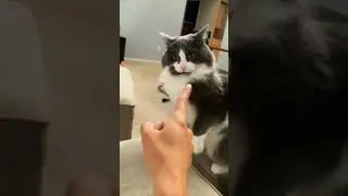 Cat Fight! 😼😻#shorts #cat #animals