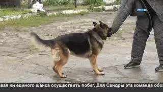 Кинологическая служба.