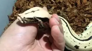 Extremely Aggressive Blood Python Morph, The 007.