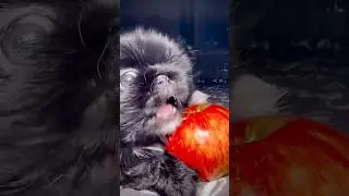 Витаминки к зиме #youtubeshorts #dog #shortvideo #shorts