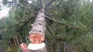 Climbing, Cutting and Falling Trees