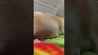 Малыш чихуахуа шевелится в животике у мамы